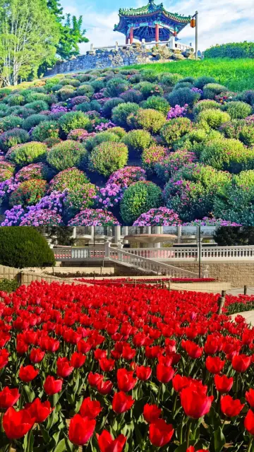 朝陽公園有自己的低配版普羅旺斯