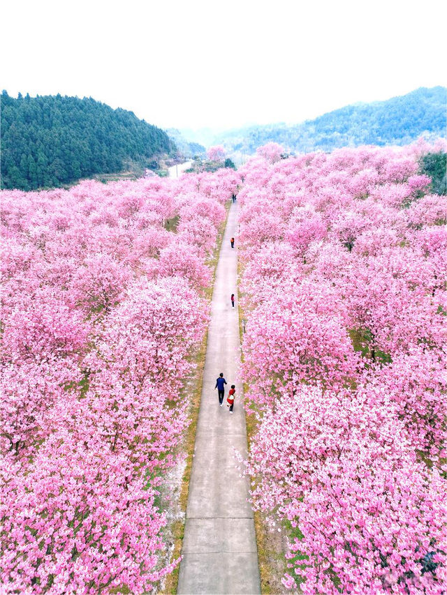 接下來的貴州是這樣的...櫻花即將開放🌸
