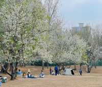 2025北京花海預警🌸收藏這份私藏賞花日曆就夠啦