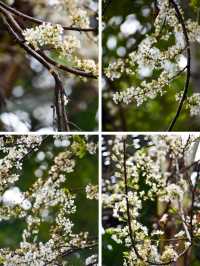 仙岳公園踏青攻略！週末帶上小夥伴一起賞花