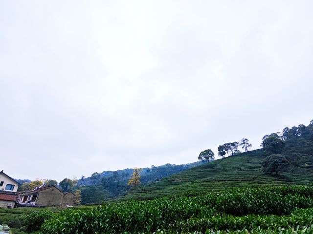 去梅家塢喝茶賞花吧