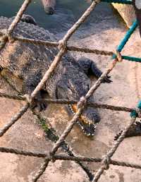 東方市鱷珍鱷魚園：探秘鱷魚王國的奇妙之旅