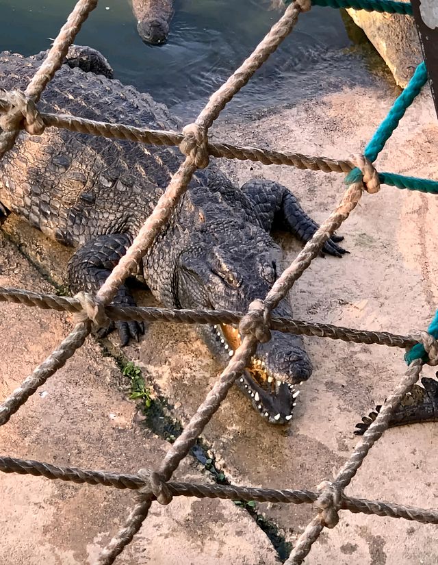 東方市鱷珍鱷魚園：探秘鱷魚王國的奇妙之旅