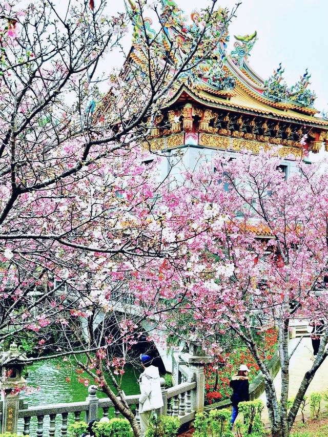 【新北林口竹林山觀音寺】寺廟遊也能超美的！