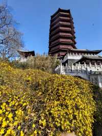 園博園春曉