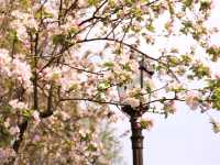 南京這個免費公園才是春日賞花天花板吧！