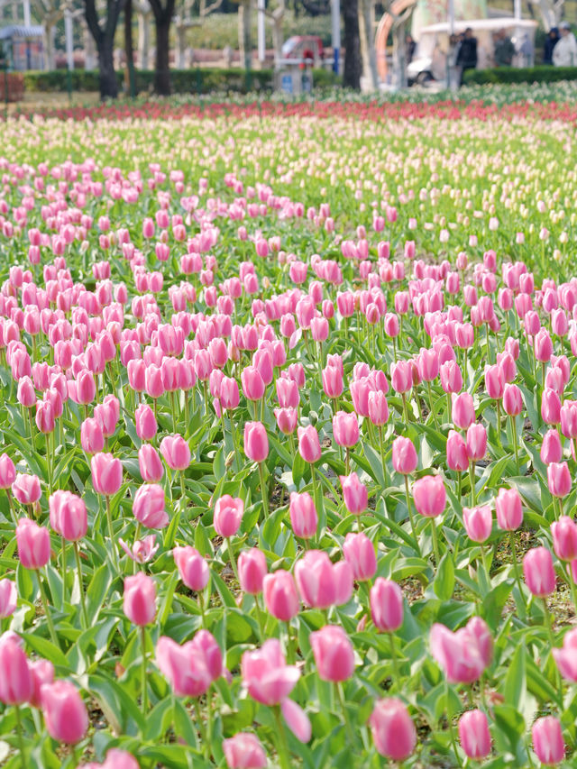 墜入花海！這個免費公園的含金量持續上升