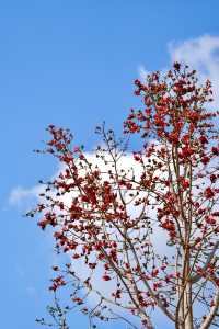 木棉染紅雨林季，王下鄉筆下的「桃花源記」