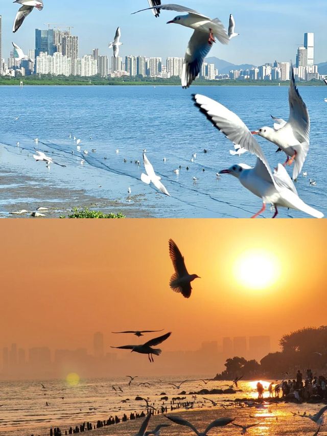 深圳灣公園歡樂海岸 | 寶藏玩法