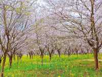 誤入現實版莫奈花園 武漢小眾賞櫻新地標