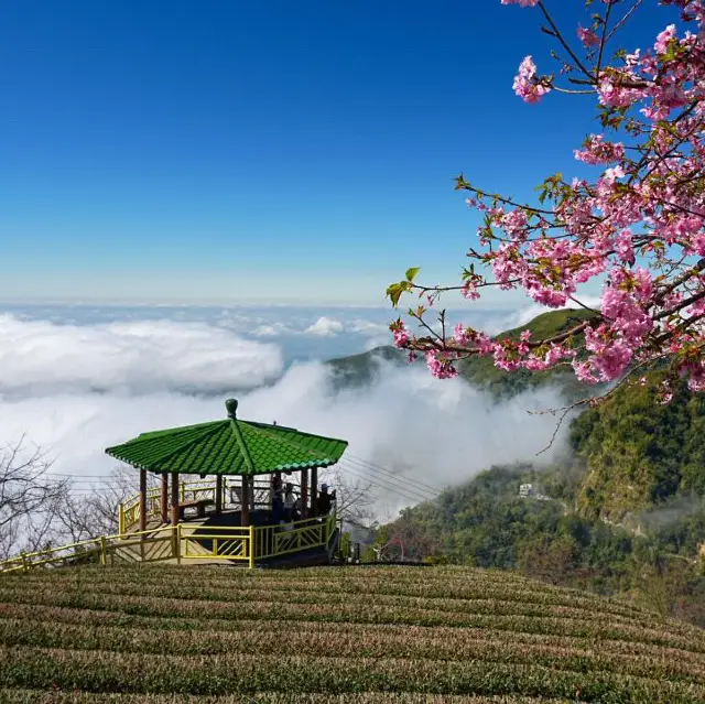 全台櫻花季時間表&最佳觀賞地大揭秘🌸