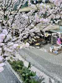 重慶櫻花雨太瘋狂了！就在光環購物公園