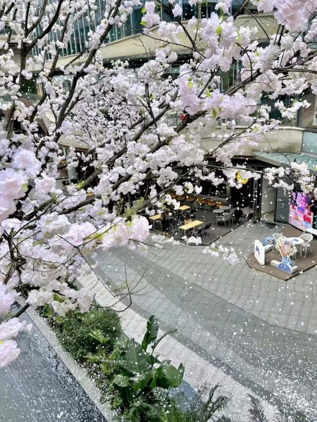 重慶櫻花雨太瘋狂了！就在光環購物公園