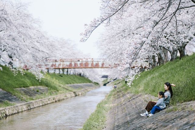 Discover the Hidden Cherry Blossom Gem of Saho River in Nara