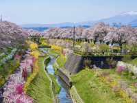 櫻映西公園，春風詩意濃