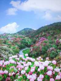 貴州隱藏版花海秘境！杜鵑湖春日攻略