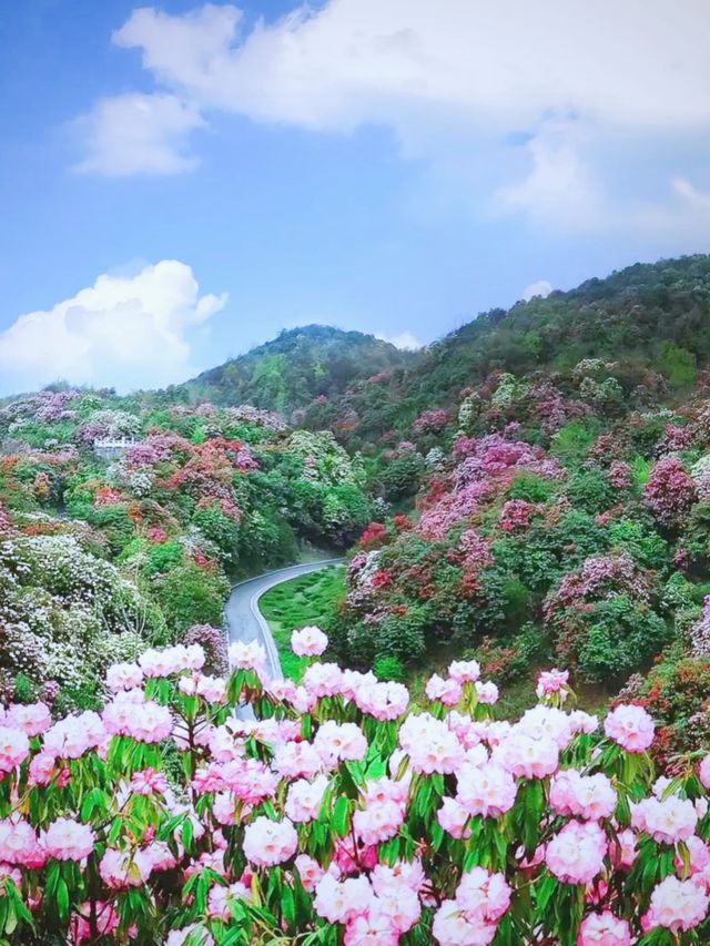貴州隱藏版花海秘境！杜鵑湖春日攻略