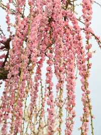 梅花盛開時「香雪海」三個字具象化了
