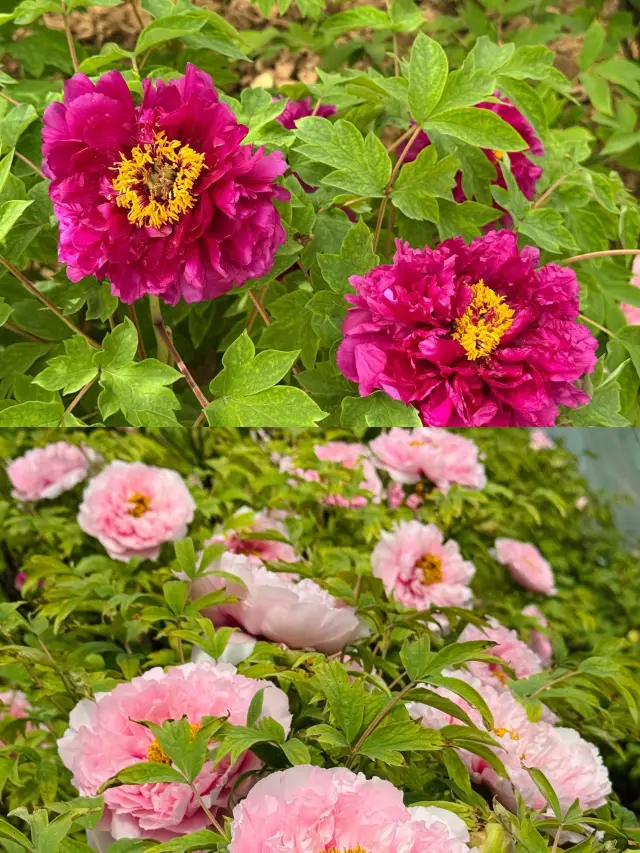 Luoyang Peony Festival Flower Viewing Guide