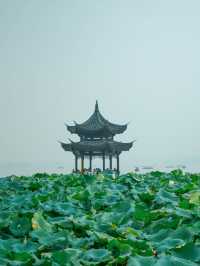 杭州西湖賞荷路線！建議收藏！！！
