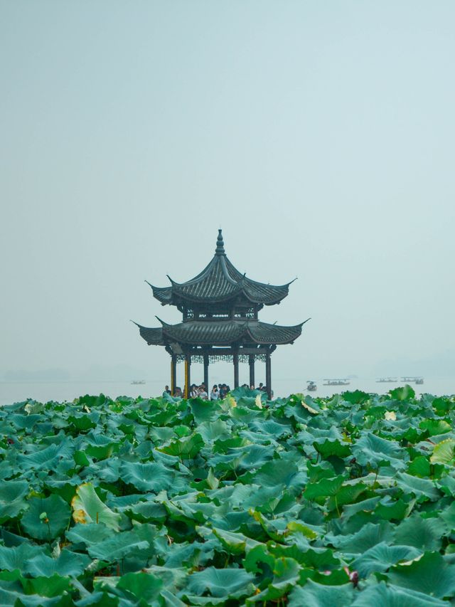 杭州西湖賞荷路線！建議收藏！！！