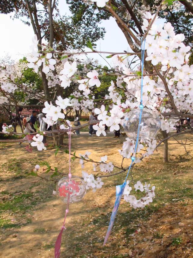 江蘇|無錫太湖鼋頭渚|櫻花盛開季 江蘇|無錫太湖鼋頭渚|櫻花盛開季