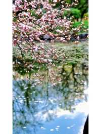 Exploring Hangzhou: A Serene Walk Through Maojiabu