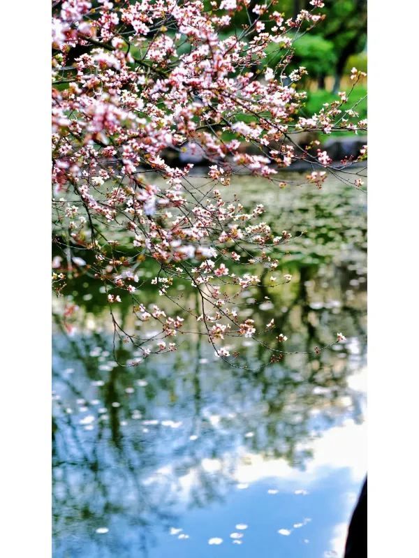 Exploring Hangzhou: A Serene Walk Through Maojiabu