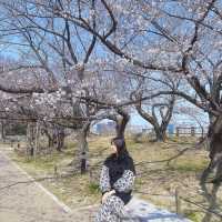 🌸日本福岡櫻花季--舞鶴公園🌸