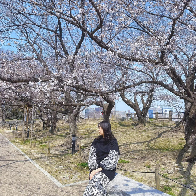 🌸日本福岡櫻花季--舞鶴公園🌸