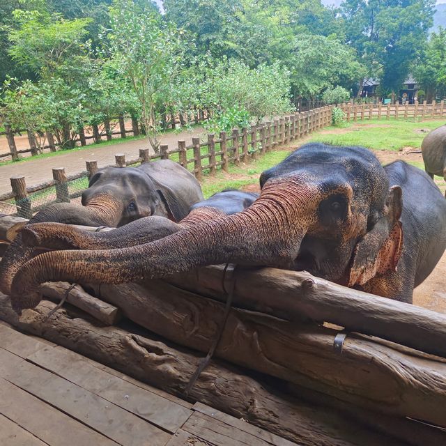 斯里蘭卡的旅行