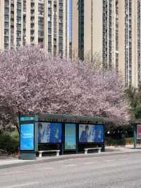 貴陽限定！被櫻花淹沒的公交站🌸