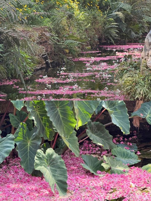 昆明豐澤源植物園真嘅好靚！！！
