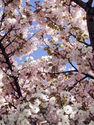 London Kew Gardens Cherry Blossom Season | Kew Gardens.