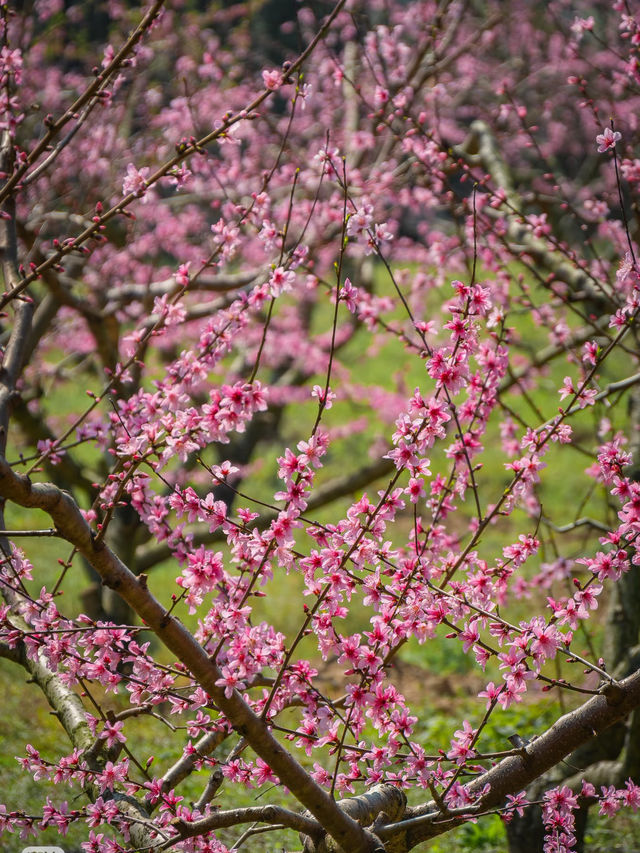 浪漫桃花之旅，廬山賞花季