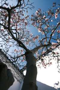 Discover the Beauty of Suzhou Gardens