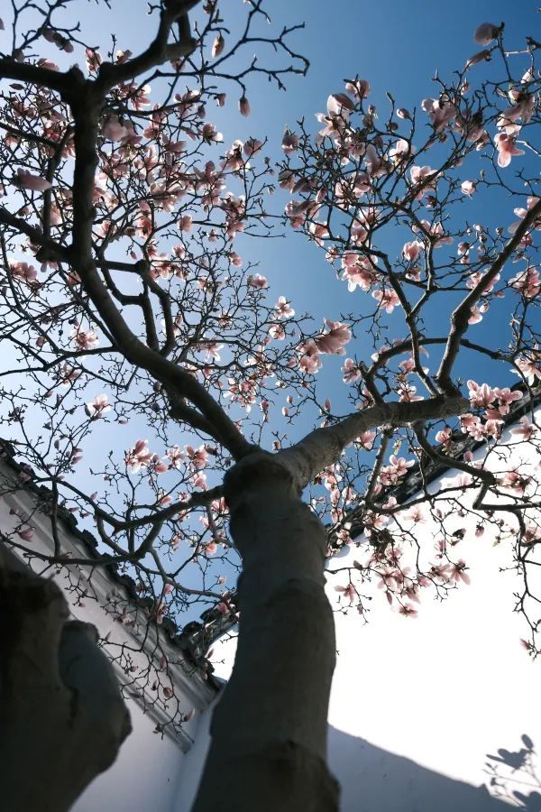 Discover the Beauty of Suzhou Gardens