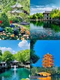 素有「泉城明珠」美譽，6月正是大明湖荷花盛開的季節。