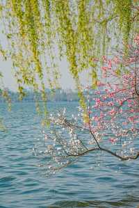 一棵樹上兩色花，杭州嘅桃花都好叻咁喎
