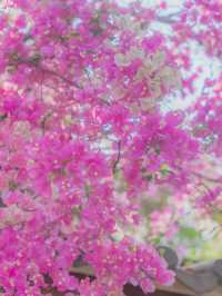 在園博園，看到了春日賞花天花板