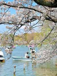東京タワーと桜の魅力を楽しむ旅