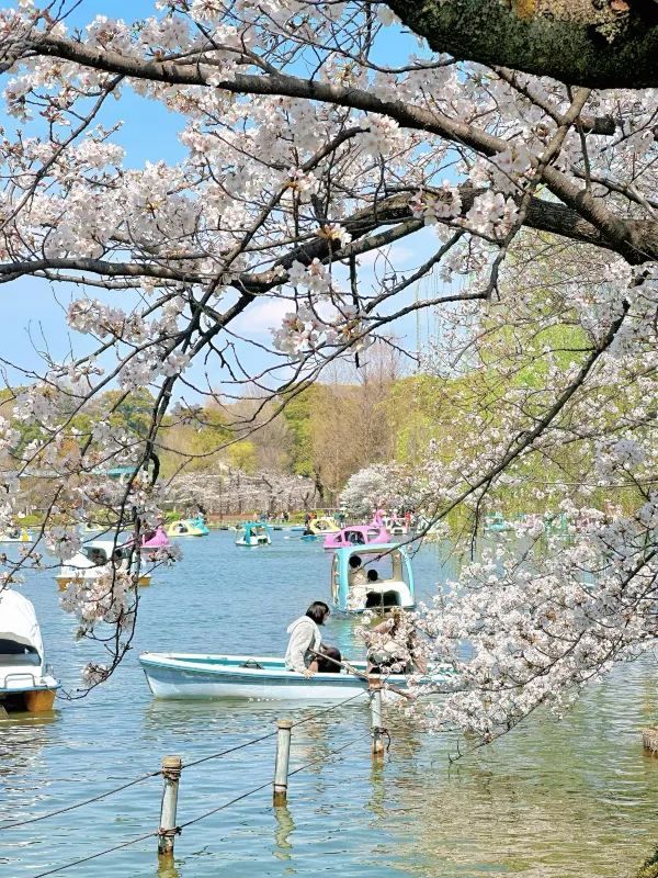 東京タワーと桜の魅力を楽しむ旅