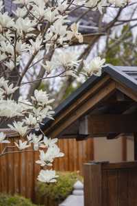 以玉蘭之名，展開一場泉暖花香的療癒之旅——