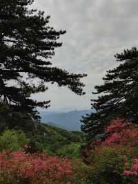 杜鵑花海暴擊｜在鄂東第一峰收割春日限定浪漫