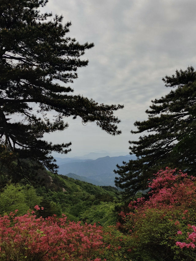 杜鵑花海暴擊｜在鄂東第一峰收割春日限定浪漫