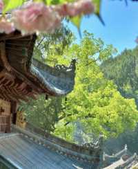對天台山失去所有力氣和手段
