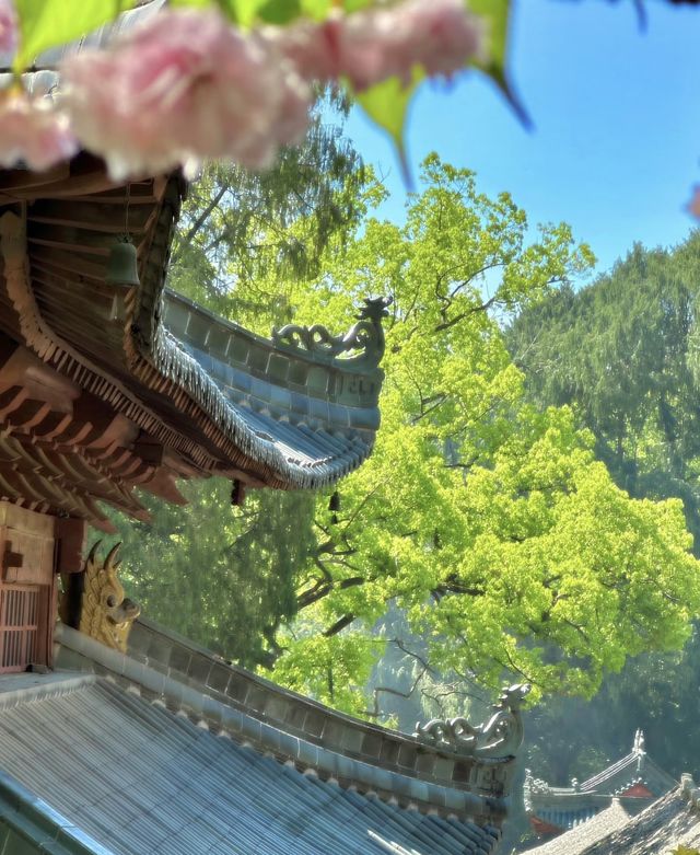 對天台山失去所有力氣和手段
