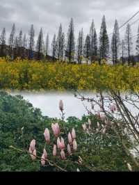 在貴陽，不可錯過的花溪公園，欣賞超讚花海