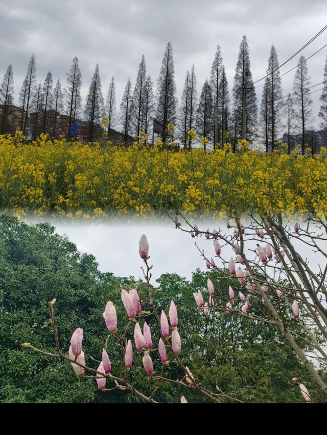 在貴陽，不可錯過的花溪公園，欣賞超讚花海