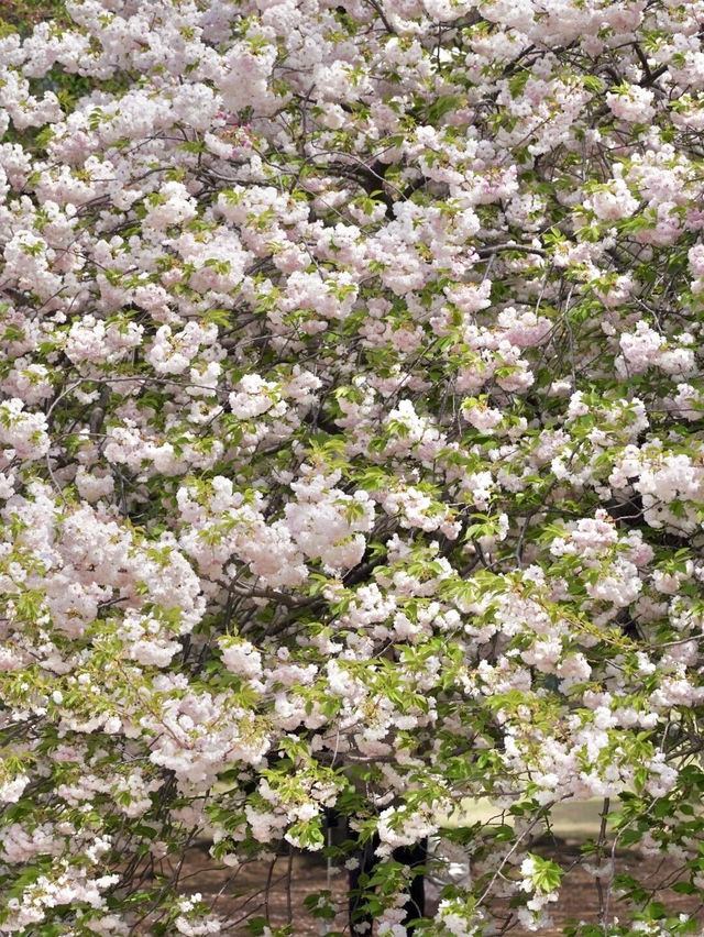 🌸新宿御苑 | 東京櫻花季的夢幻之約🌸
